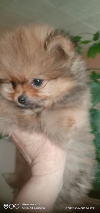 Цуценята Померанський шпіц.