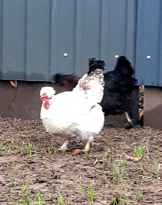 Чубаті кури інкубаційне яйце