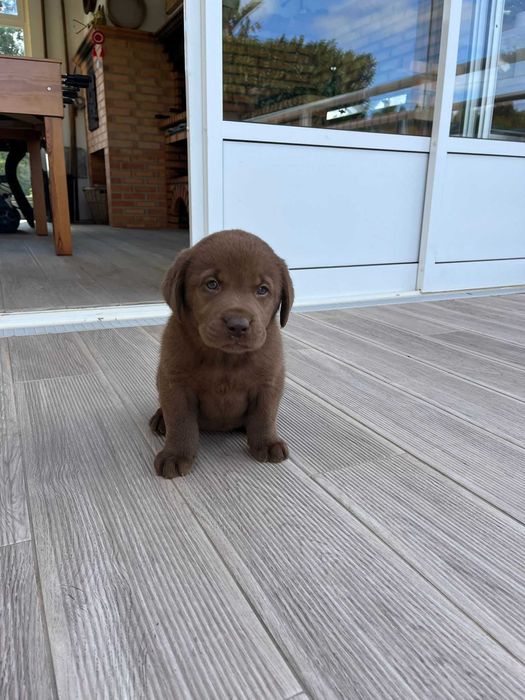 Labrador Retrevier Macho Chocolate com LOP