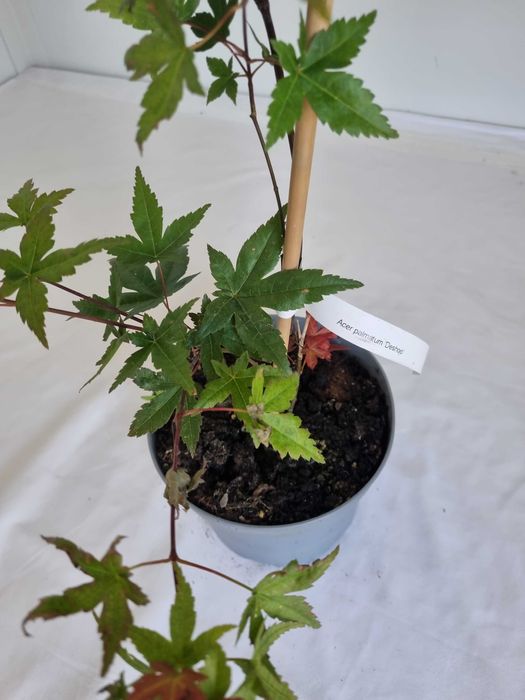 Bonsai Klon Palmowy Acer palmatum 'Deshojo' 50 cm Doniczka 2L