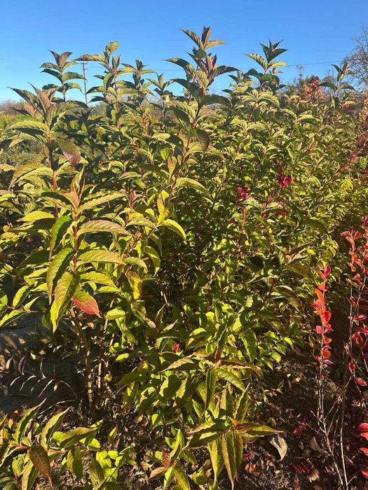 Барбарис, вейгела, пухироплідник, дерен, гібіскус, калина, бузок