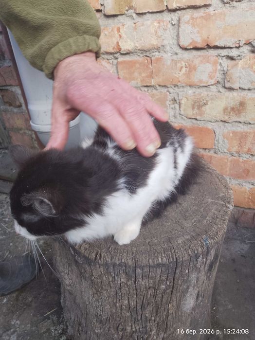 Продам кошенят кішечки