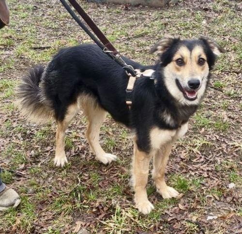 Чуйна та ніжна дівчинка ШУКАЄ ДІМ!