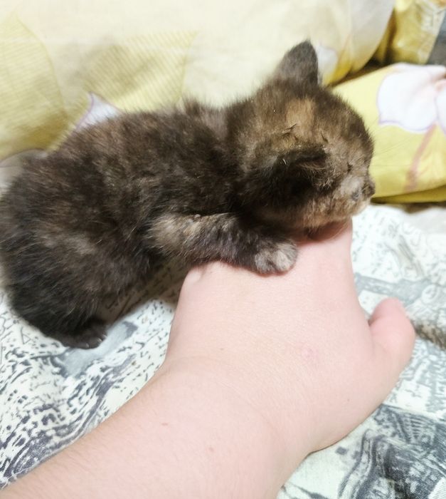 Безкоштовно кошенята