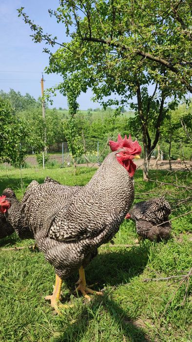 Інкубаційні яйця курей породи амрокс