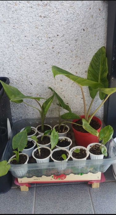 planta Alocácia orelha de elefante