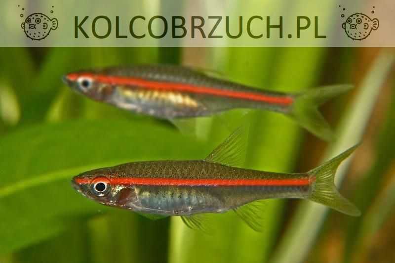 Razbora czerwonopręga - Trigonopoma - Rasbora - dowóz, wysyłka