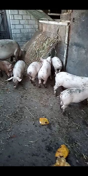 Продажа поросят, возраст 2 месяца