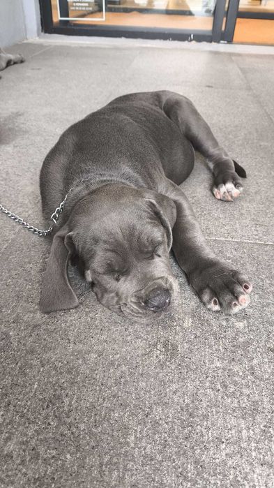Cane Corso Italiano