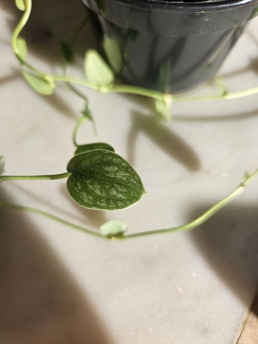 Monstera Dubia sadzonka