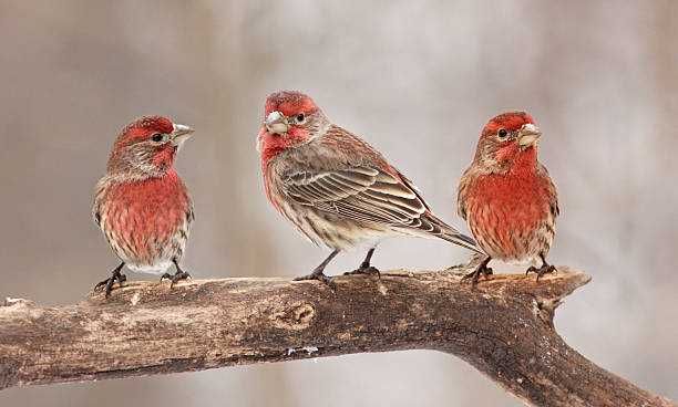 Casal Aves (varias aves)