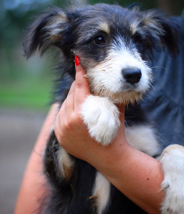 Шукають сім'ю песики з притулку