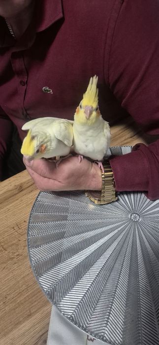 Nimfa młoda           .