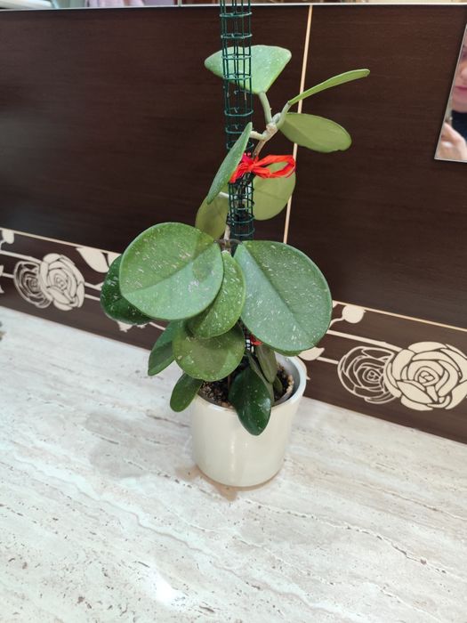 Hoya hoja obovata cala roślina