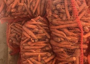 Marchew paszowa brudna z dowozem.