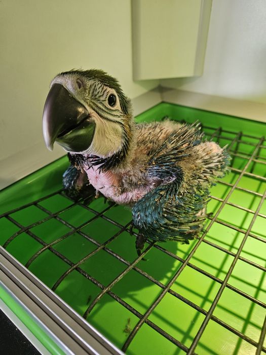 Arara Ararauna 2 meses  para criar a mão - Fêmea