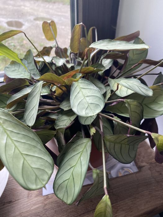 Калатея ктенанте