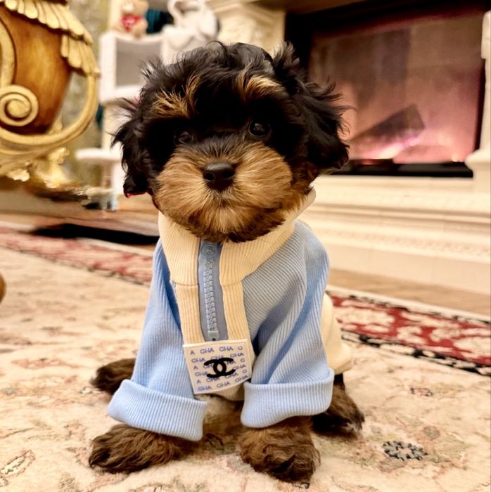 Мальтипу ф1 -дуже гарний малюк