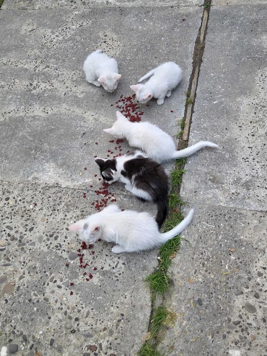 Віддаю котиків в хороші руки БЕЗКОШТОВНО(2місяці)