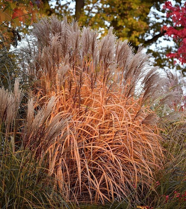 Miskant chiński 'Malepartus' Miscanthus C3 duża doniczka 3L WYSYŁKA
