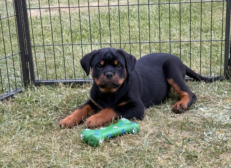 Rottweiler - piękny szczeniak - suka (samica)
