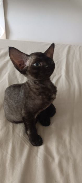 Czarny kocurek Devon Rex FPL