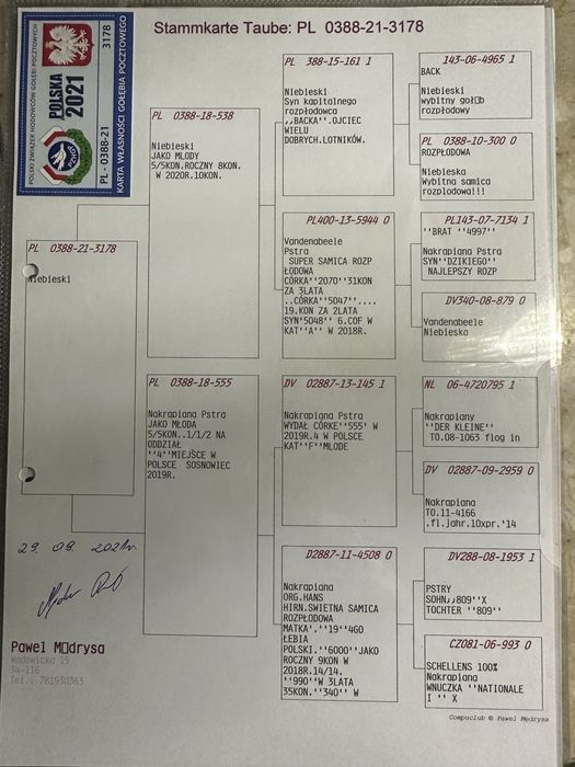 Gołąb młody 100%  P Mędrysa  2026