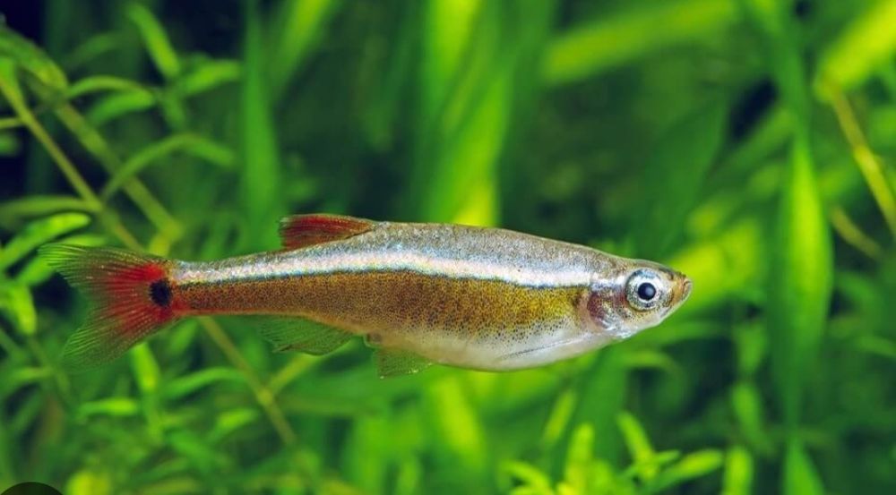 Kardynałek chiński