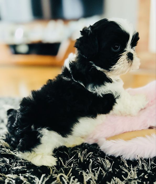 Shih Tzu biało-czarny Keks przecudnej urody !!!
