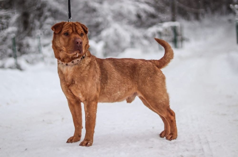 Pirs - Pies w typie rasy shar pei szuka domu  / do adopcji