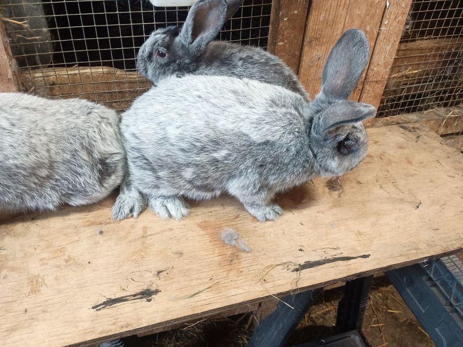 Wjs Wielki jasnosrebrzysty rodowód