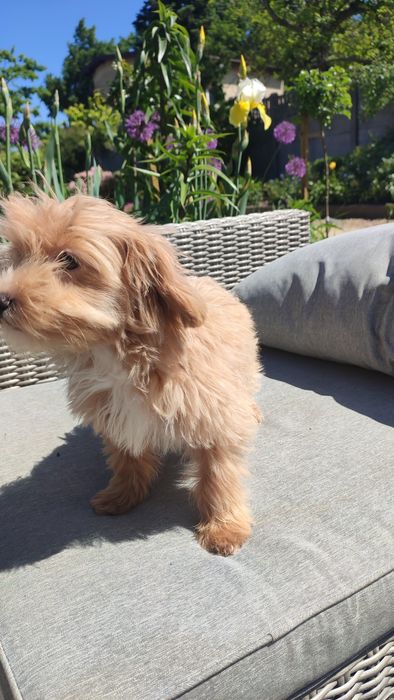 Maltipoo, Maltańczyk z Pudlem suczka samica Częstochowa