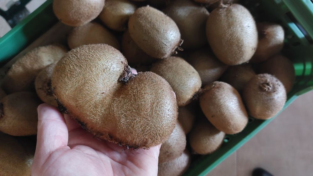 Kiwis biologicos