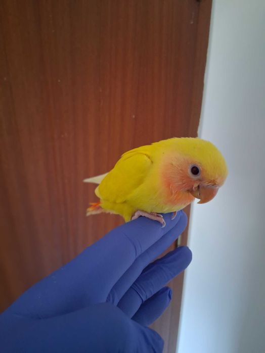Agapornis Rosicolis criado a mao