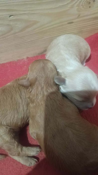 Maltipoo  f1b Piesek