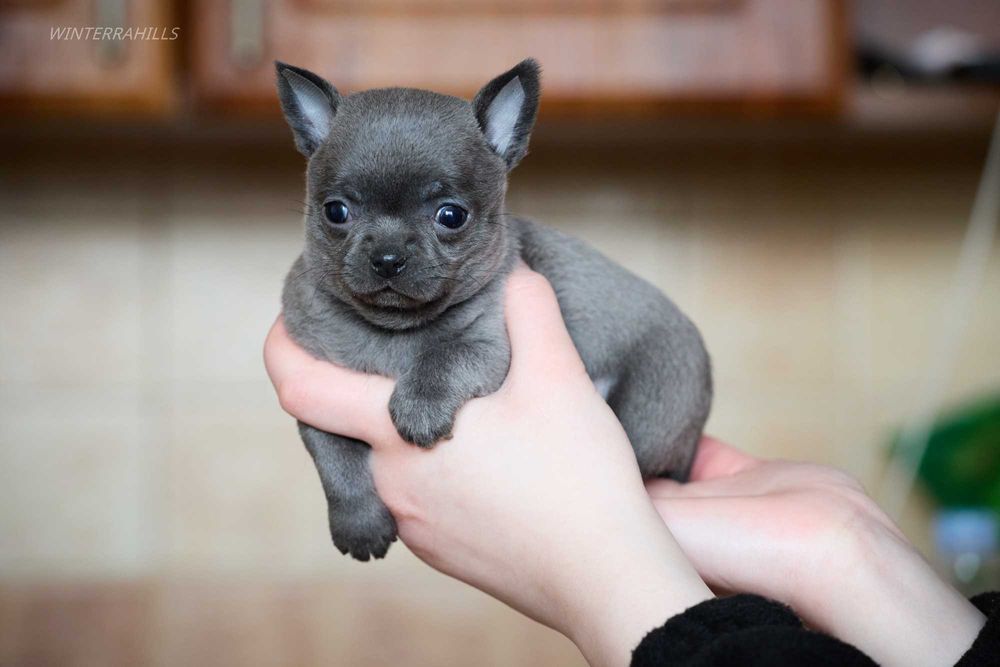 Неймовірні хлопачки чихуахуа КСУ