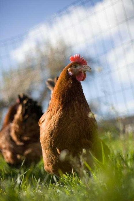 Kury odchowane Rosa kurka ogólnoużytkowa dowóz gratis