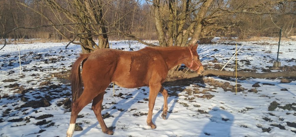 Klaczka AQH półtoraroczna kasztan