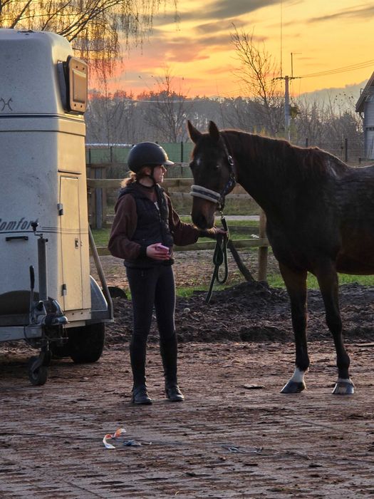 Sprzedam klacz do hodowli