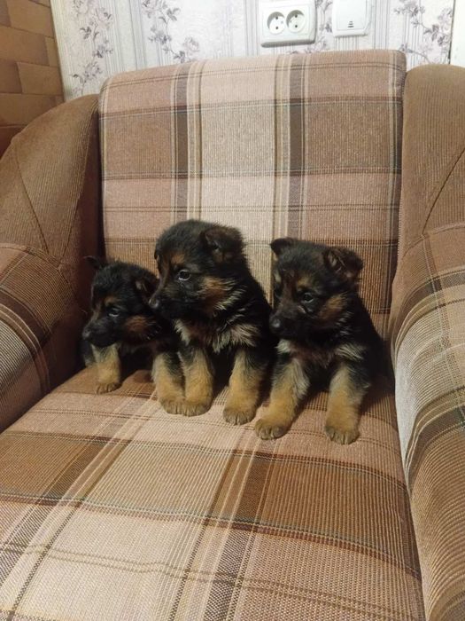 Німецька вівчарка