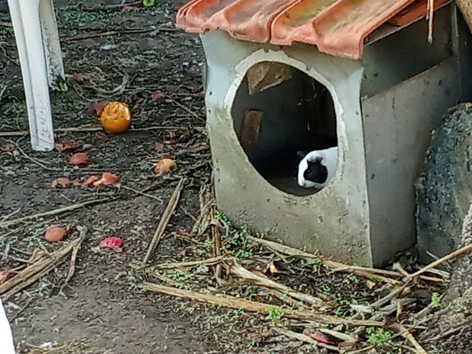 Animais para adocao