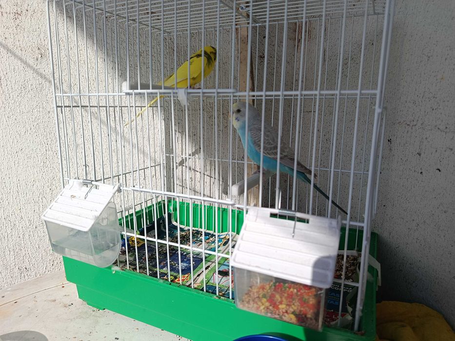 Gaiola nova+ periquitos australianos