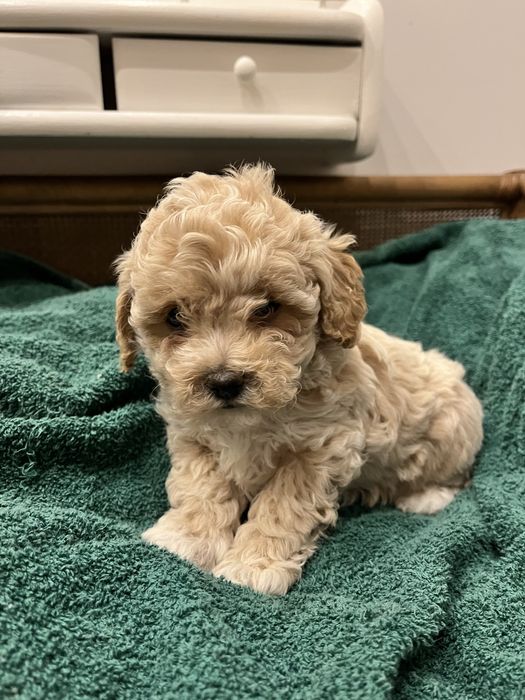 Szczeniak suczka Bischpoo