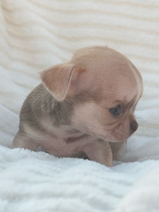 Chihuahua Femea  Pelo Curto