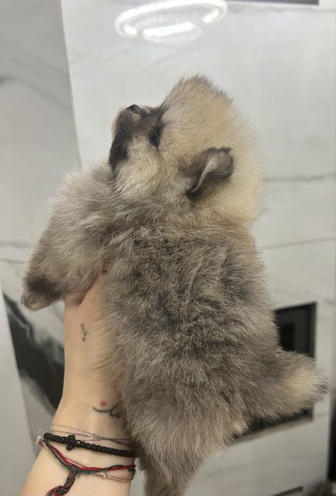 Хлопчик шпіц )))