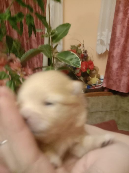 Померанський шпіц. Бронь