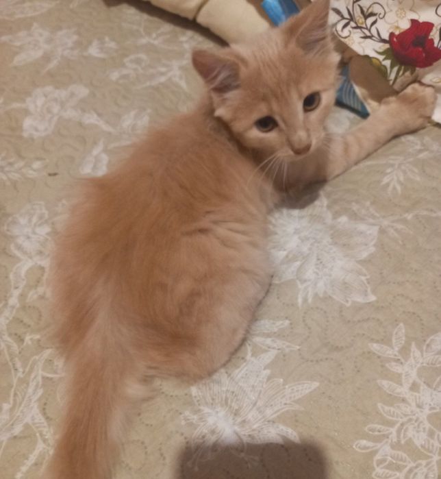 Віддам кошеня в добрі руки!