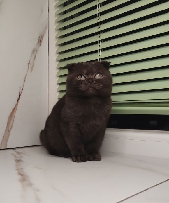 Чистокровна шотландська принцеса з ВАКЦИНАЦІЄЮ