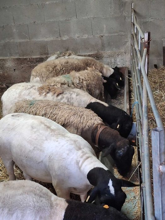 Ovinos das Raças,  Berouchon du Cher, e Dorper Branco