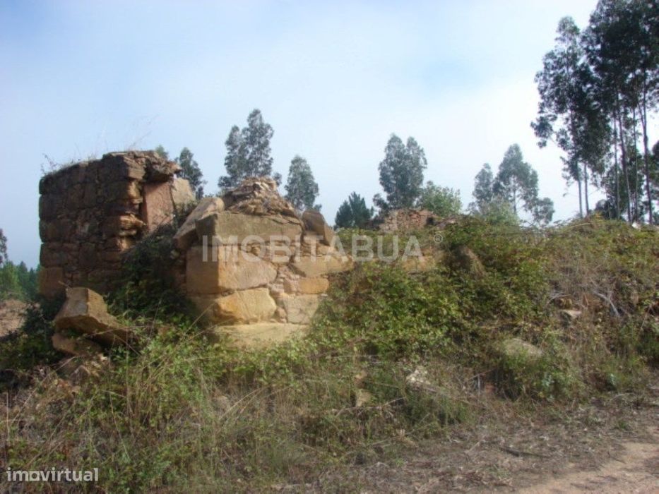 Terreno relativamente plano com uma ruína em pedra e oliveiras